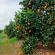 Table oranges 5kg