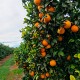 Table oranges 5kg