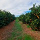 Table oranges 5kg