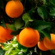 Juice oranges 5kg