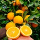 Juice oranges 5kg