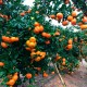 Tangerine box of 5kg