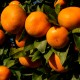 Tangerine box of 5kg