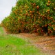 Naranja de mesa 5kg