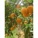 Naranja para zumo 10kg