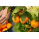 COMBO NARANJA+MANDARINA