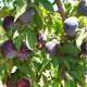 Reservar Ciruelas - Black Splendor 5kg