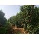Table oranges 5kg