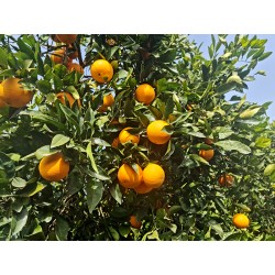 Juice and Table oranges - Navel Powel