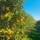 Table oranges 5kg