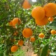 Juice oranges 15kg