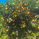 Juice oranges 15kg