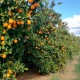 Juice oranges 10kg