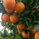 Juice oranges 10kg