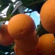 Juice oranges 10kg
