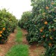 Juice oranges 10kg