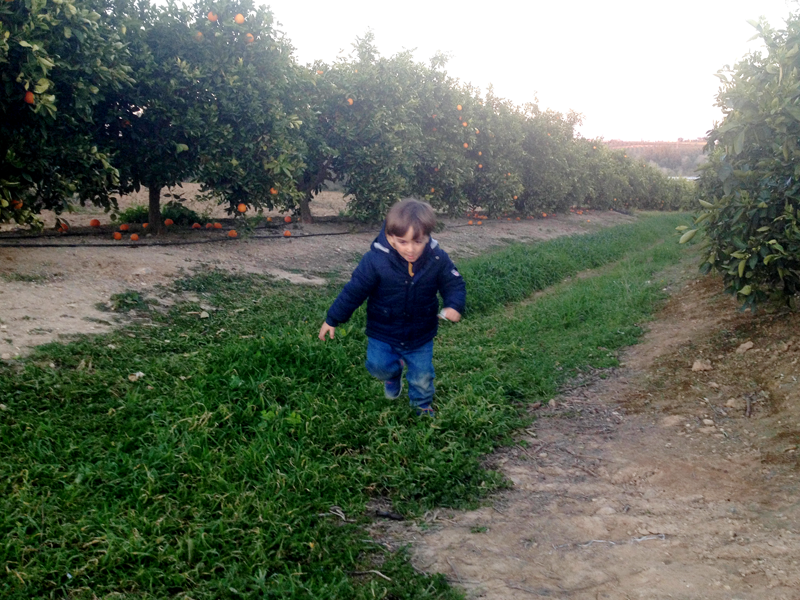 Naranjas Miguelito